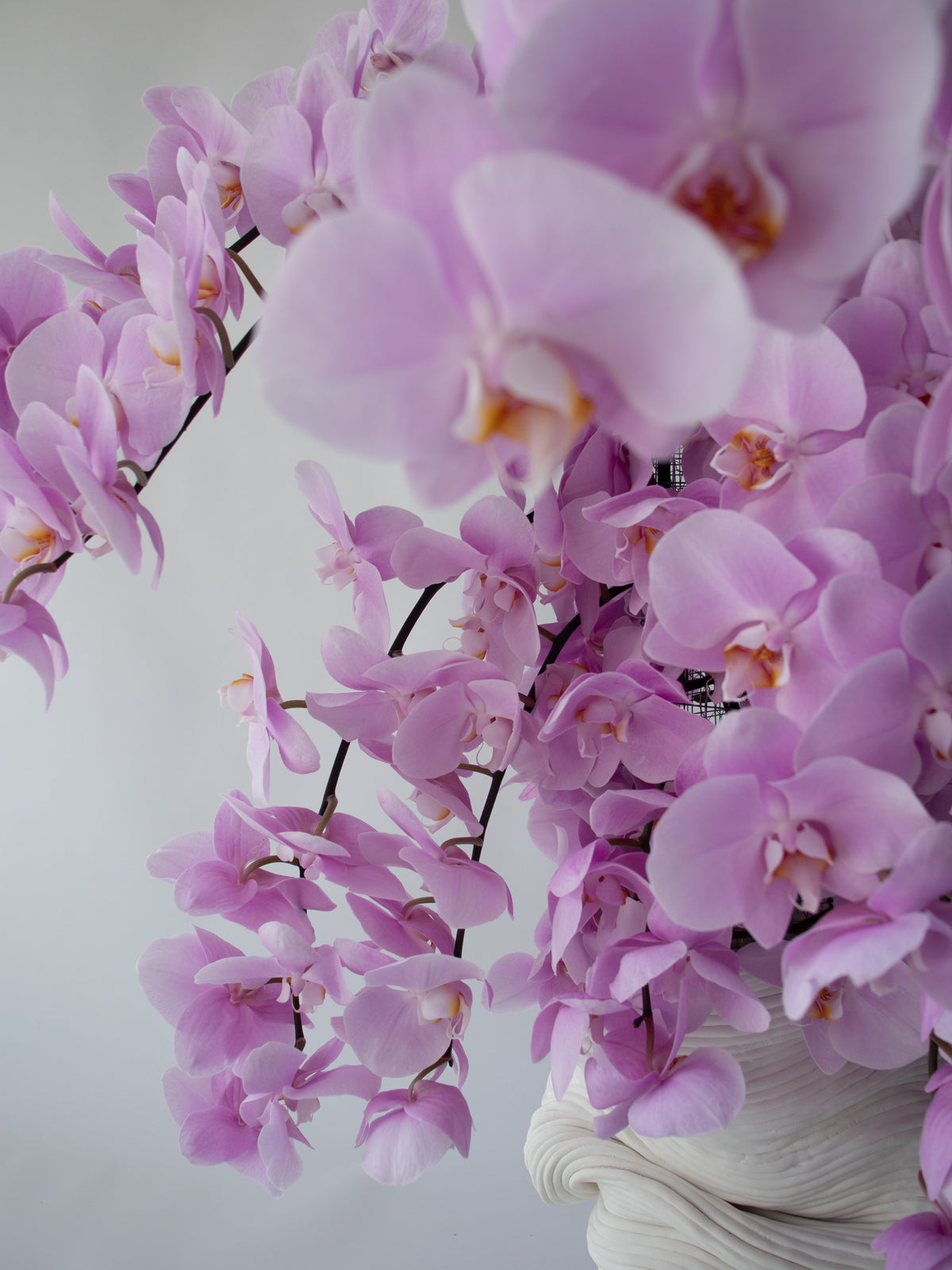 Orchid Muse
