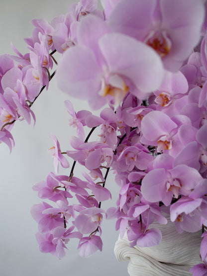 Orchid Muse