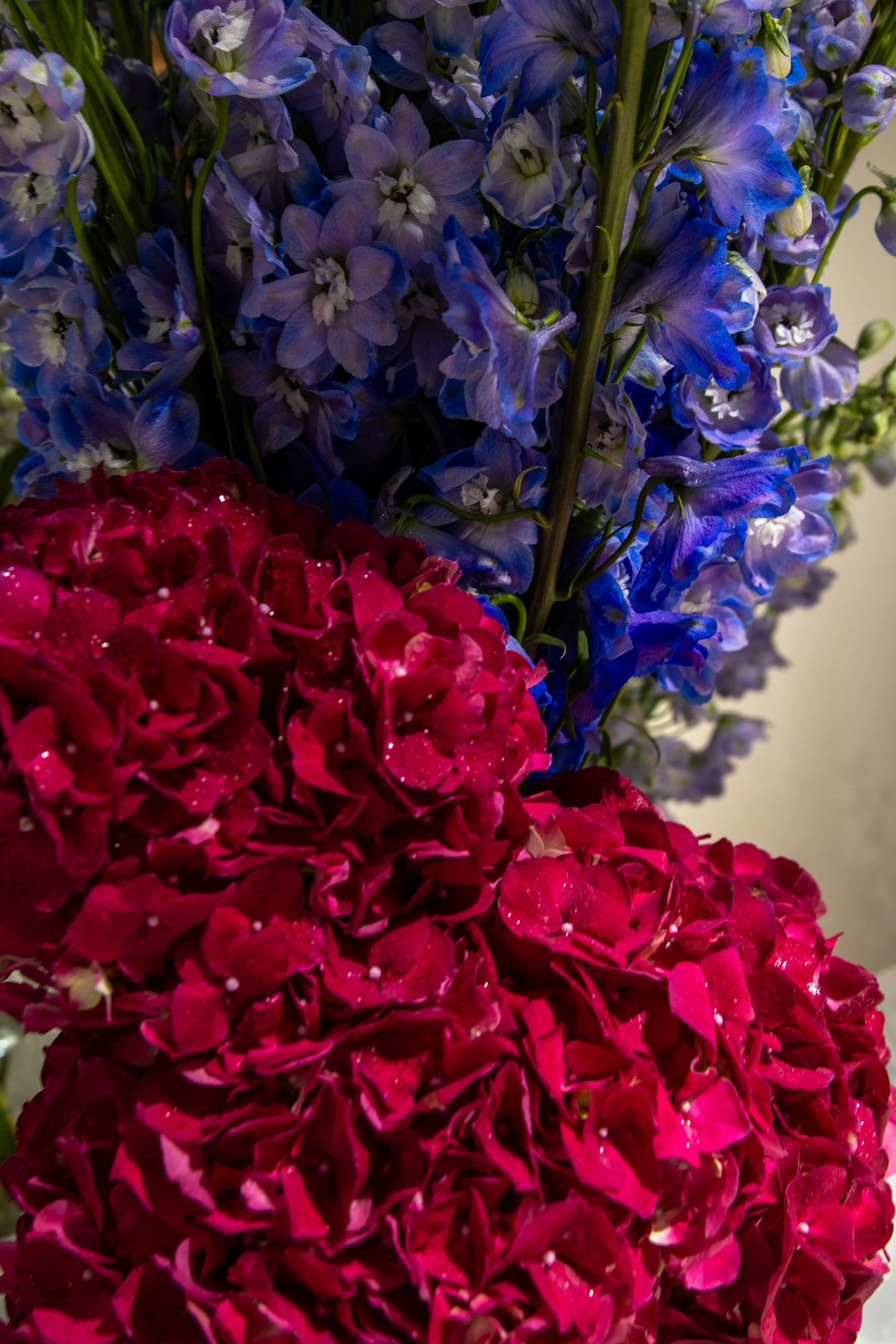 The Fragrance of Hydrangea